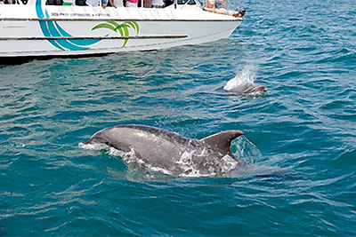 Dolphin Watching near Al Areen Palace & Spa in Bahrain