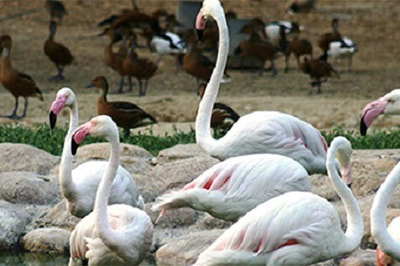 Zoo near Al Areen Palace & Spa in Bahrain